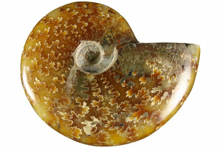 Polished Ammonite (Cleoniceras) Fossil - Madagascar #185292